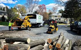 How Our Tree Care Process Works  in  Mcallen, TX