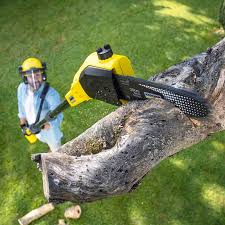 Best Grass Overseeding  in Mcallen, TX