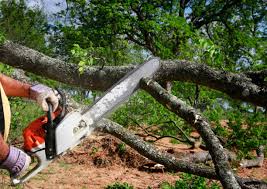 Best Commercial Tree Services  in Mcallen, TX