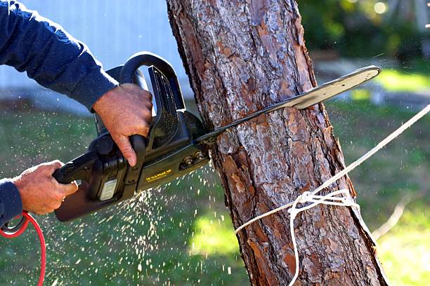 Best Emergency Tree Removal  in Mcallen, TX