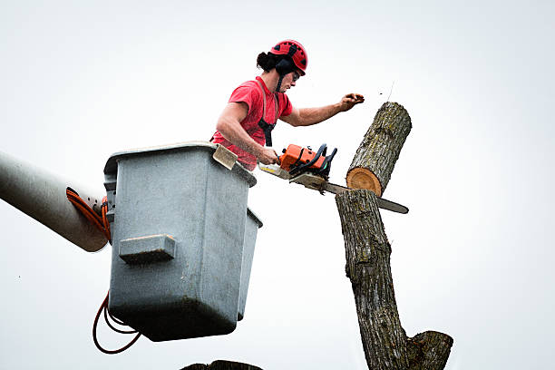 Best Tree Trimming and Pruning  in Mcallen, TX